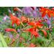 Crocosmia 