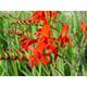 Crocosmia 