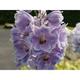 Delphinium 