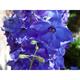 Delphinium 