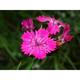 Dianthus carthusianorum