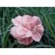 Dianthus 