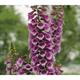 Digitalis purpurea