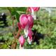 Dicentra spectabilis