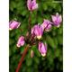 Dodecatheon meadia