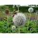 Echinops bannaticus 