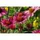 Echinacea purpurea 