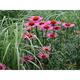 Echinacea purpurea JS® 