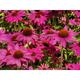 Echinacea purpurea POWWOW WILD BERRY ®