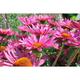 Echinacea purpurea 