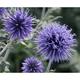 Echinops bannaticus 