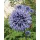 Echinops ritro 