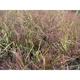 Eragrostis spectabilis JS® 