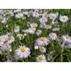 Erigeron 