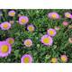 Erigeron glaucus 