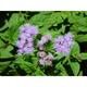 Eupatorium coelestinum (= Conoclinium)