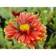 Gaillardia 