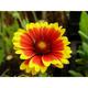 Gaillardia 