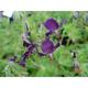 Geranium phaeum JS® 