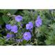 Geranium pratense