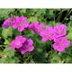 Geranium riversleaianum (x) 