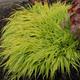 Hakonechloa macra 