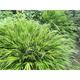 Hakonechloa macra