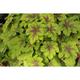 Heucherella 