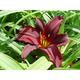 Hemerocallis 