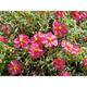 Helianthemum 