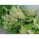 Heuchera villosa JS® 