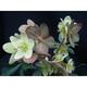 Helleborus nigercors (x) 