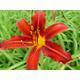 Hemerocallis 