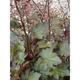 Heuchera 