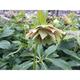 Helleborus or. 