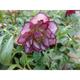 Helleborus or. 