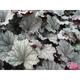 Heuchera 