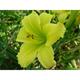 Hemerocallis 