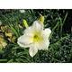 Hemerocallis 