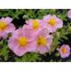 Helianthemum 