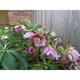 Helleborus orientalis PINK