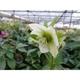 Helleborus or. 