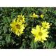 Helianthus microcephalus JS® 