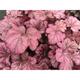 Heuchera 