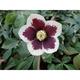 Helleborus orientalis 