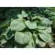 Hosta 