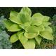 Hosta 