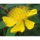 Hypericum calycinum