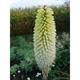 Kniphofia 