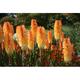 Kniphofia 